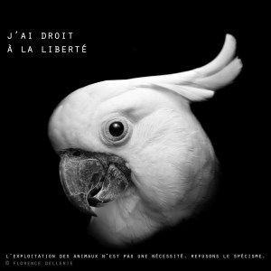Visuel animaliste "En noir et blanc" - Cacatoès, Florence Dellerie