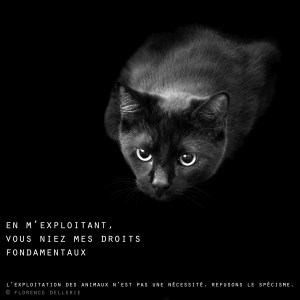 Visuel animaliste "En noir et blanc" - Chat noir, Florence Dellerie
