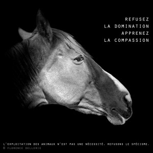 Visuel animaliste "En noir et blanc" - Cheval, Florence Dellerie