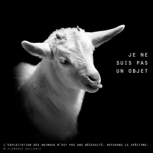 Visuel animaliste "En noir et blanc" - Chevreau, Florence Dellerie