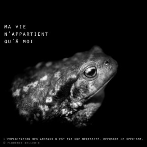Visuel animaliste "En noir et blanc" - Crapaud commun, Florence Dellerie
