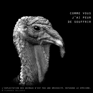 Visuel animaliste "En noir et blanc" - Dindon, Florence Dellerie