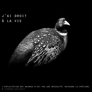 Visuel animaliste "En noir et blanc" - Faisan, Florence Dellerie