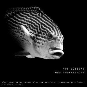 Visuel animaliste "En noir et blanc" - Gaterin, Florence Dellerie