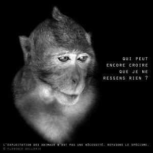 Visuel animaliste "En noir et blanc" - Macaque, Florence Dellerie