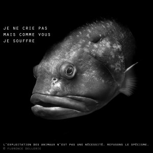 Visuel animaliste "En noir et blanc" - Mérou, Florence Dellerie