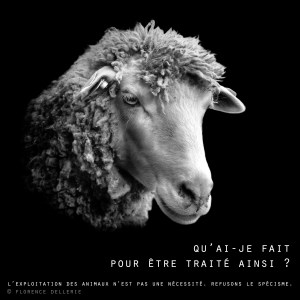 Visuel animaliste "En noir et blanc" - Mouton, Florence Dellerie