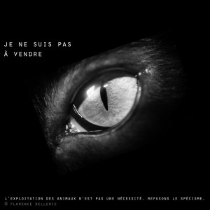 Visuel animaliste "En noir et blanc" - Oeil de chat, Florence Dellerie