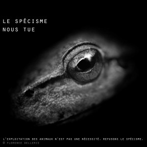 Visuel animaliste "En noir et blanc" - Rainette, Florence Dellerie