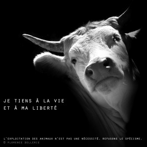 Visuel animaliste "En noir et blanc" - Vache, Florence Dellerie