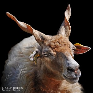 Photo animaliste - "Mouton Racka" - Les Exploité.e.s, Florence Dellerie