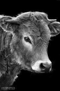 Photo animaliste - "Génisse Aubrac" - Les Exploité.e.s, Florence Dellerie