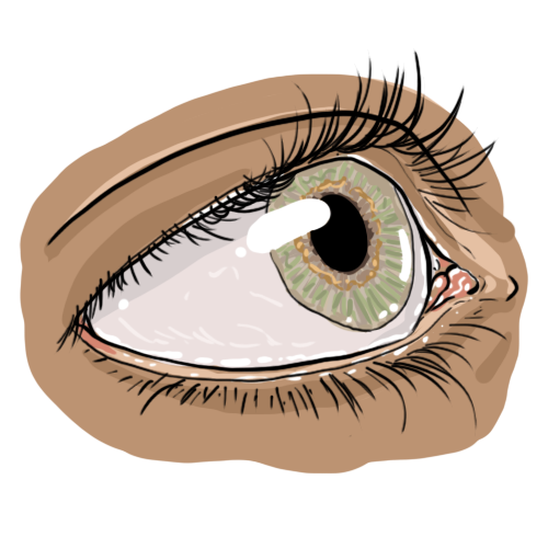 image_animalisme_oeil_florence_dellerie