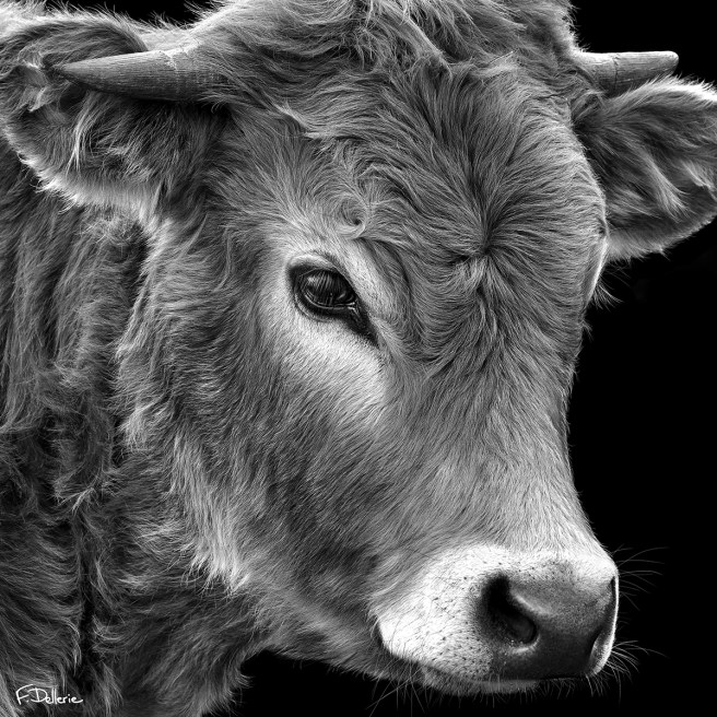 vache_aubrac_florence_dellerie