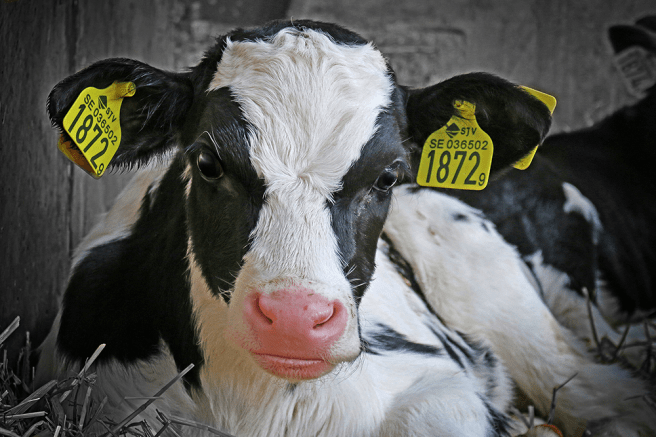 image_veau_sobeval_abattoir_l214_f_dellerie