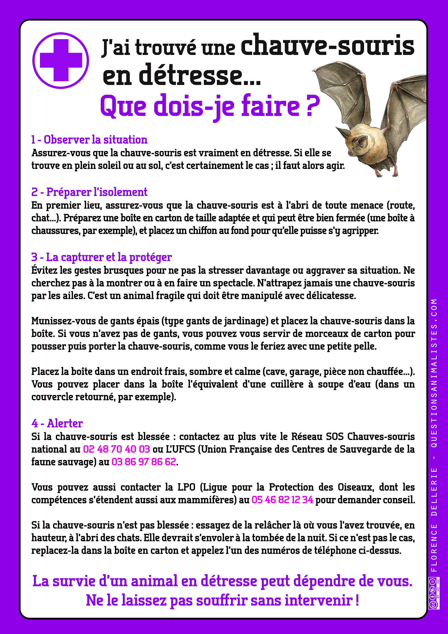 vegan_urgence_chauve-souris_detresse_dellerie