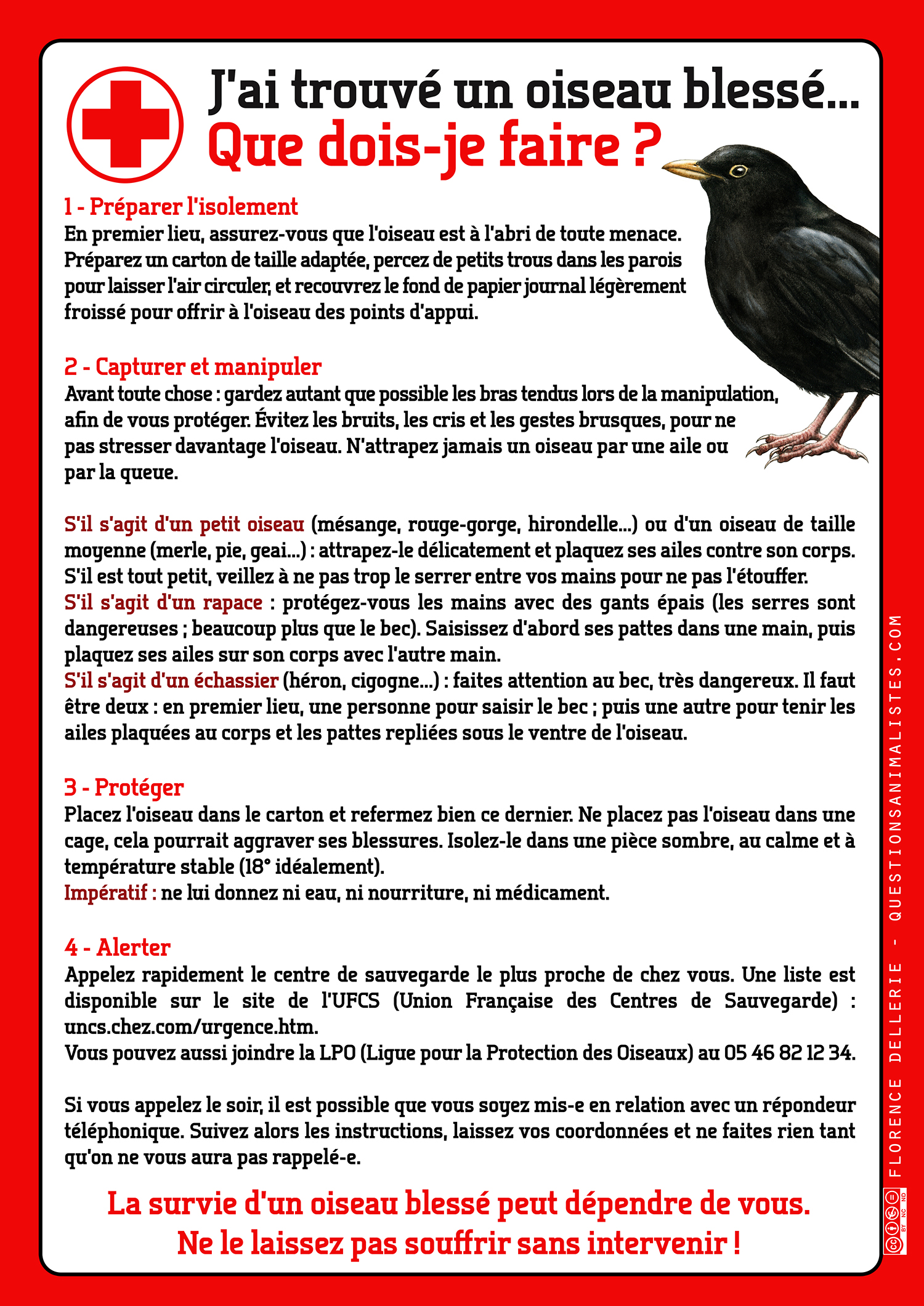vegan_urgence_oiseau_blesse_dellerie