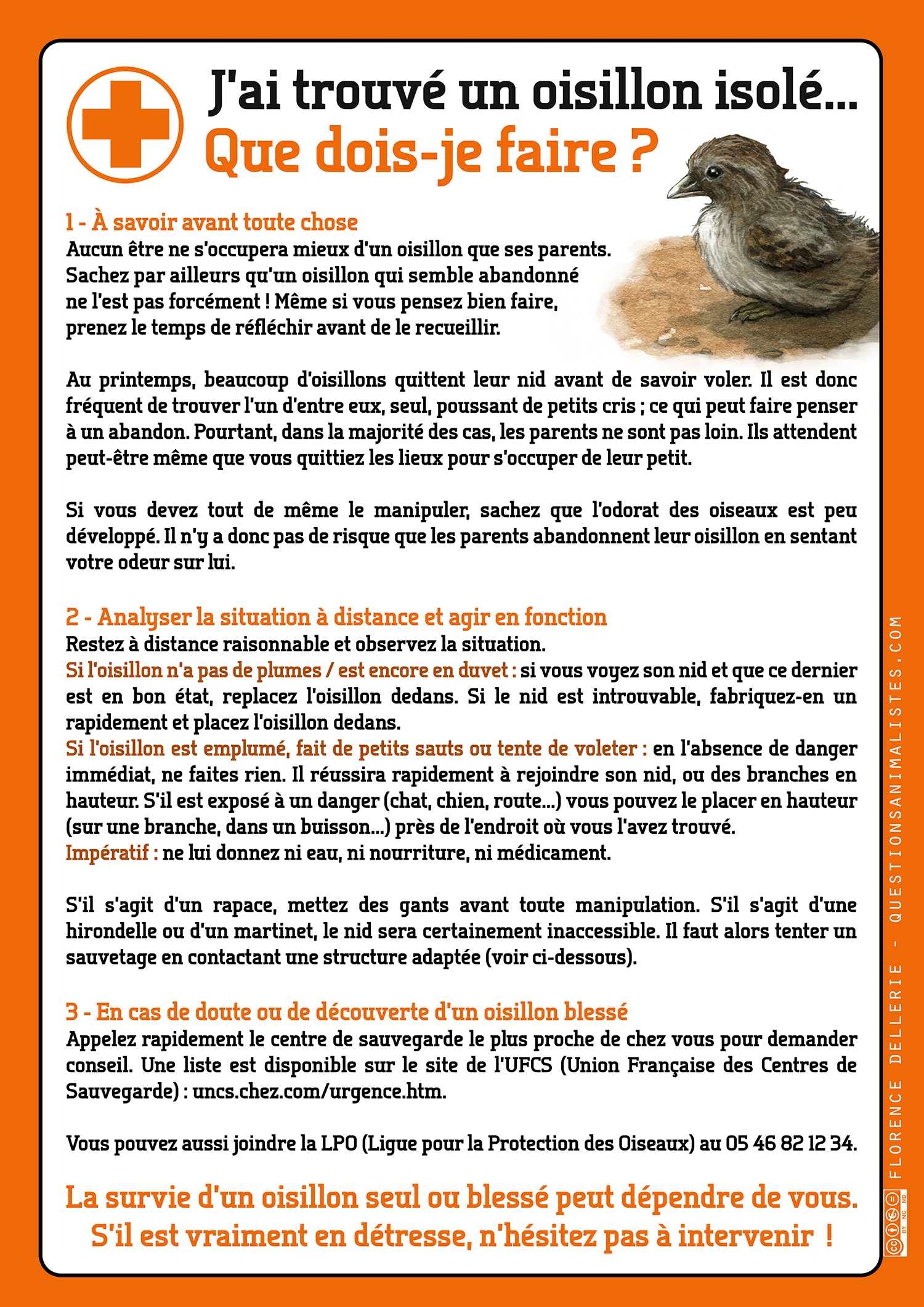 vegan_urgence_oisillon_isole_dellerie