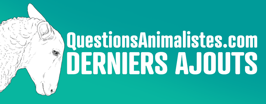 Bannière montrant un dessin de mouton et le texte "QuestionsAnimalismes.com - Derniers ajouts"