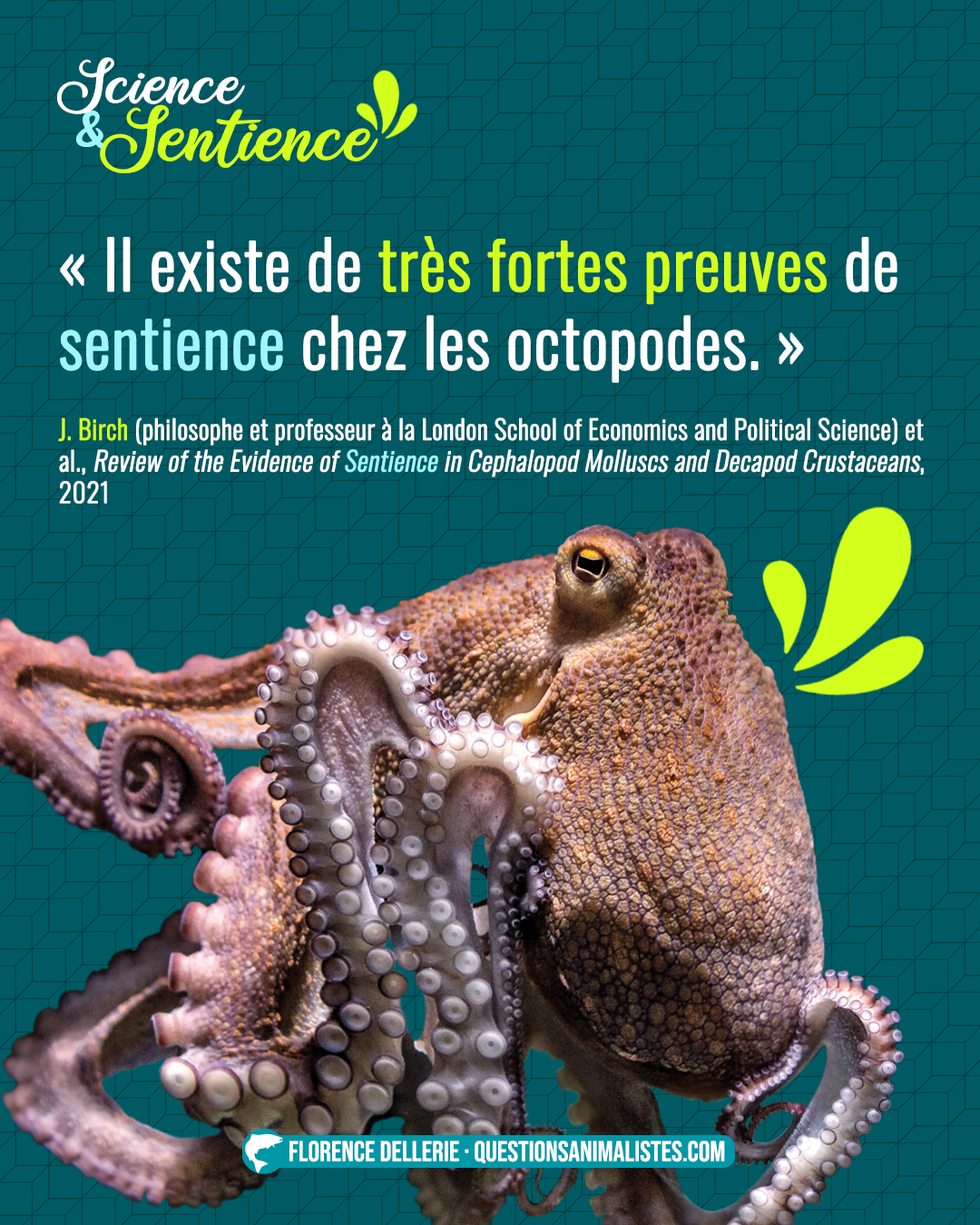 Visuel sur fond bleu, intitulé « Science & Sentience », montrant une photo de poulpe et disant : « « Il existe de très fortes preuves de sentience chez les octopodes. » J. Birch (philosophe et professeur à la London School of Economics and Political Science) et al., Review of the Evidence of Sentience in Cephalopod Molluscs and Decapod Crustaceans, 2021 »