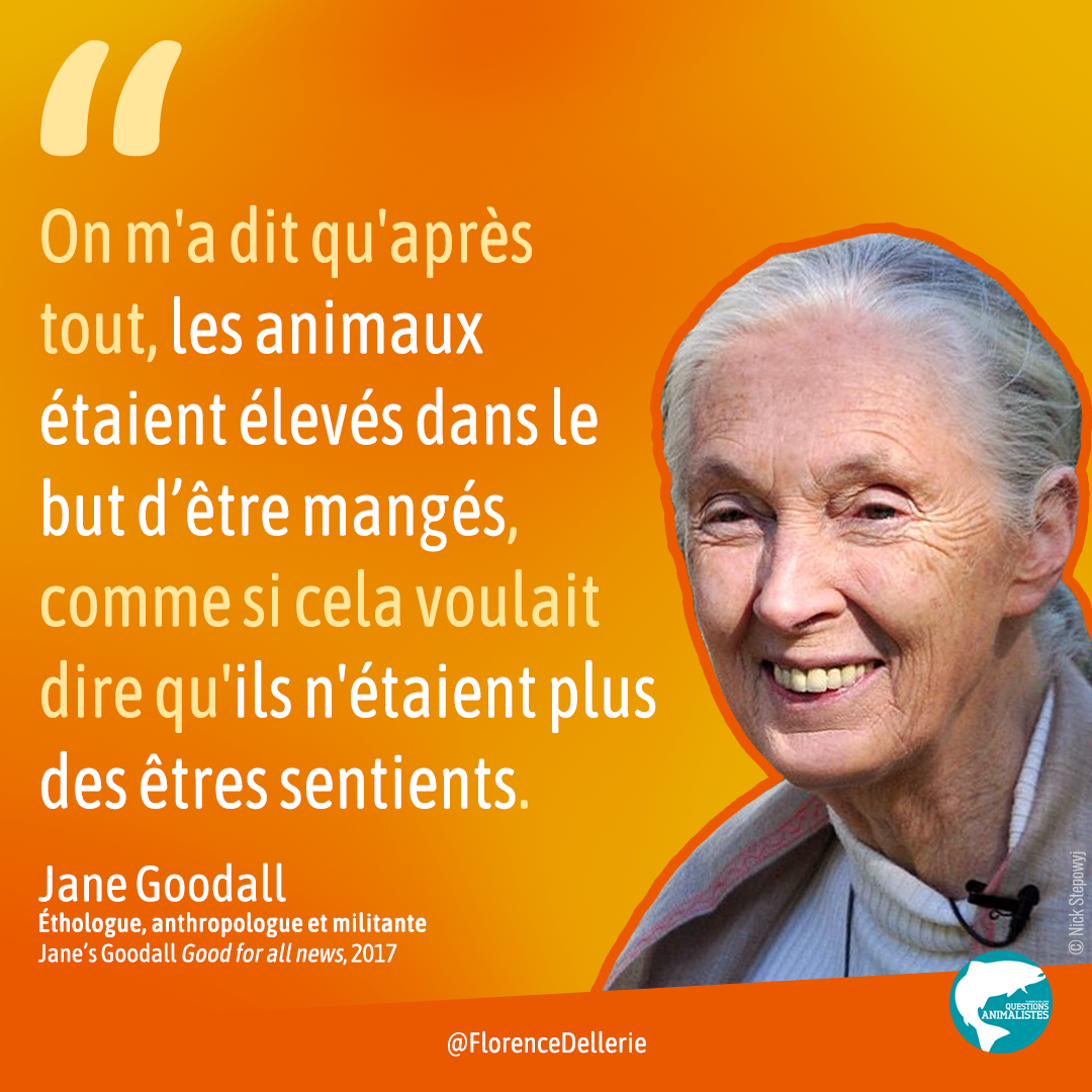 Visuel dans les tons de orange montrant une photo de Jane Goodall et disant : "On m'a dit qu'après tout, les animaux étaient élevés dans le but d'être mangés, comme si cela voulait dire qu'ils n'étaient plus sentients. - Jane Goodall, éthologue, anthropologue et militante, Jane's Goodall Good for all news, 2017", avec la signature "Florence Dellerie" et le logo "Questions Animalistes"en bas.